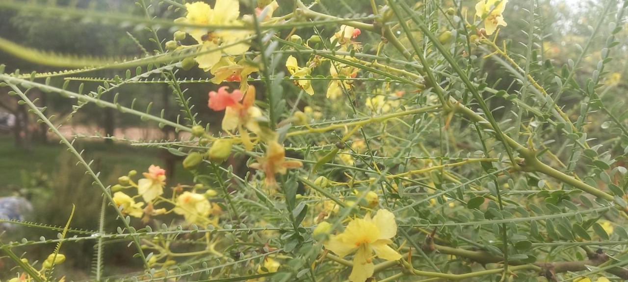 Verde Viento Ла-Палома Экстерьер фото